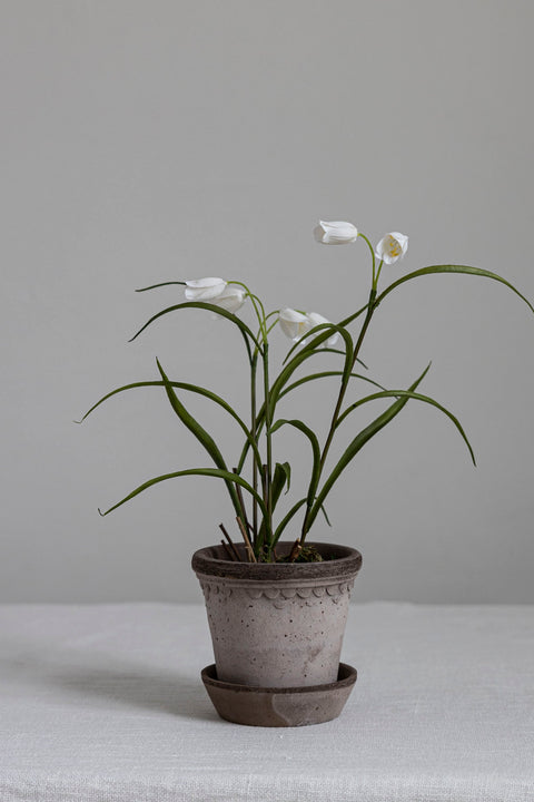 Potteplante - Frittillaria H25cm
