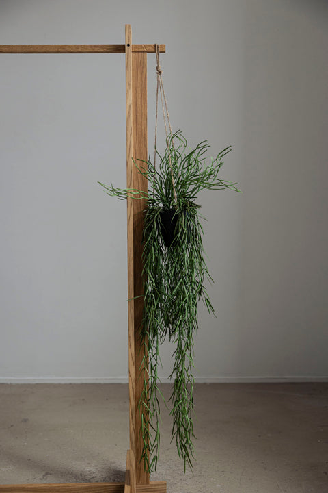 Hengeplante - Rhipsalis 95cm