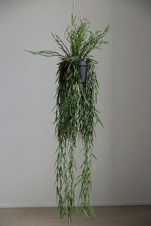 Hengeplante - Rhipsalis 95cm