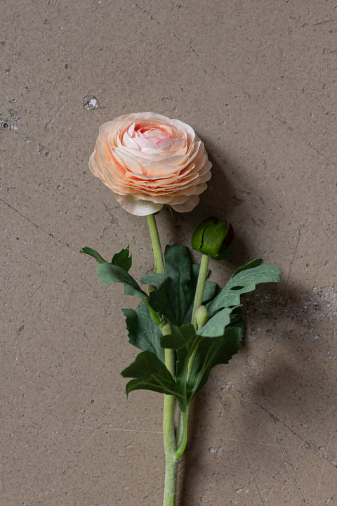 Blomst - Ranunkel H50cm Aprikos