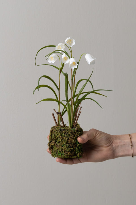 Potteplante - Frittillaria H25cm