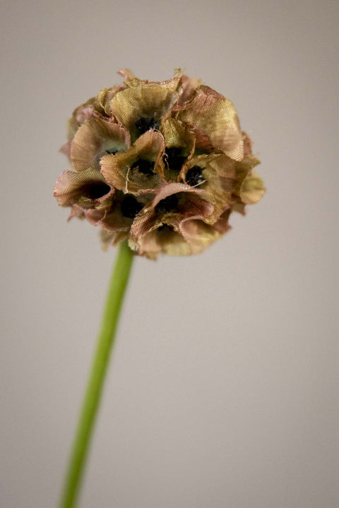 Blomst - Scabiosa h60cm