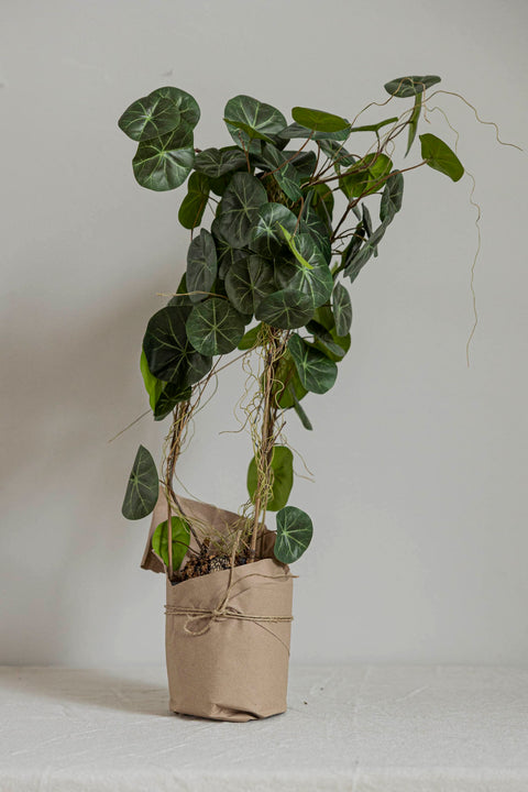 Potteplante - Stephania H55cm