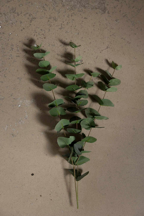 Kvist - Eucalyptus H60cm Grønn