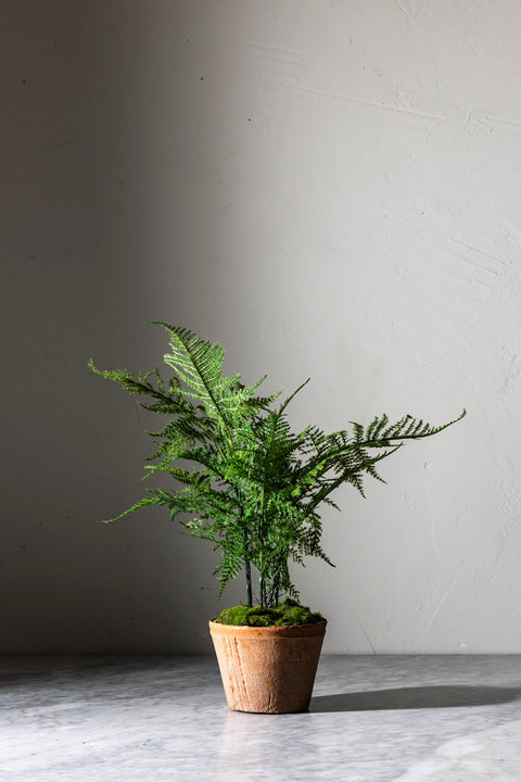 Potteplante - Plumosus 35cm