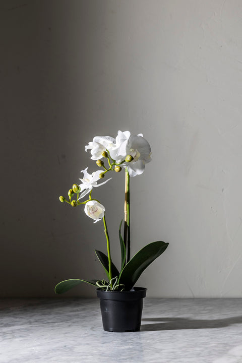 Potteplante - Orkidé H45cm
