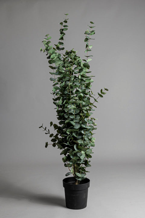 Potteplante - Eucalyptus H170cm