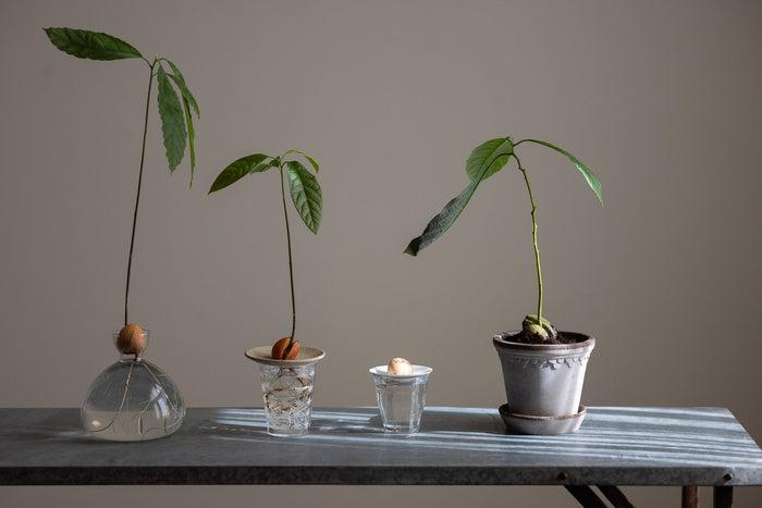 Slik dyrker du en avokadoplante