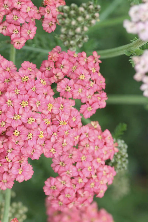 Blomsterfrø - Bakkeryllik Summer Pastels