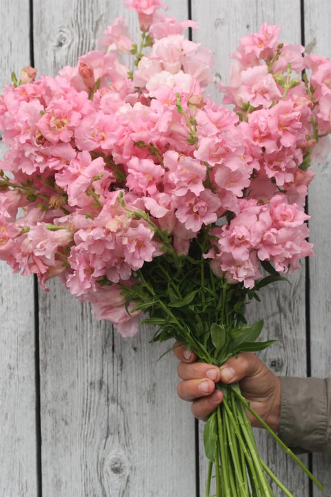 Blomsterfrø - Løvemunn Madam Butterfly Pink