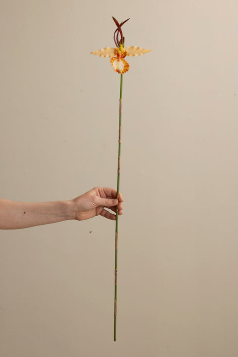 Blomst - Psychopsis H80cm