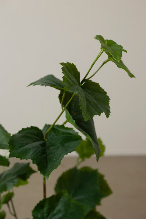 Potteplante - Vinranke H90cm Grønn