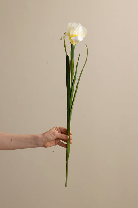 Blomst - Iris H68cm
