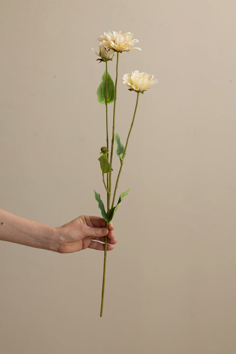 Blomst - Zinnia H65 Cream