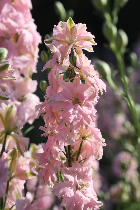 Blomsterfrø - Sommerriddersporer Limelight light pink