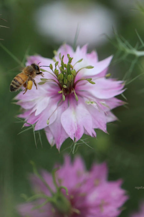 Blomsterfrø - Jomfru i det grønne Miss Jekyll Rose