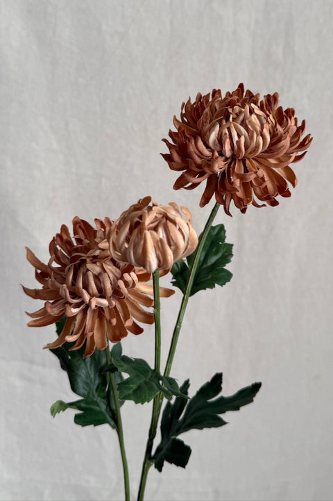 Blomst - Krysantemum H60cm Beige