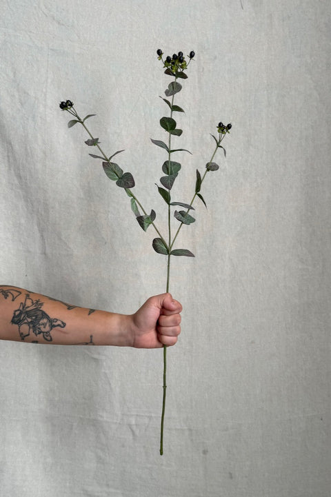 Kvist - Eukalyptus m/Bær