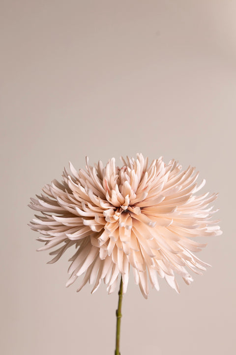 Kvist - Chrysant H60cm