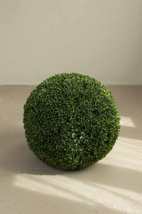 Plante - Buxbom Dia60cm