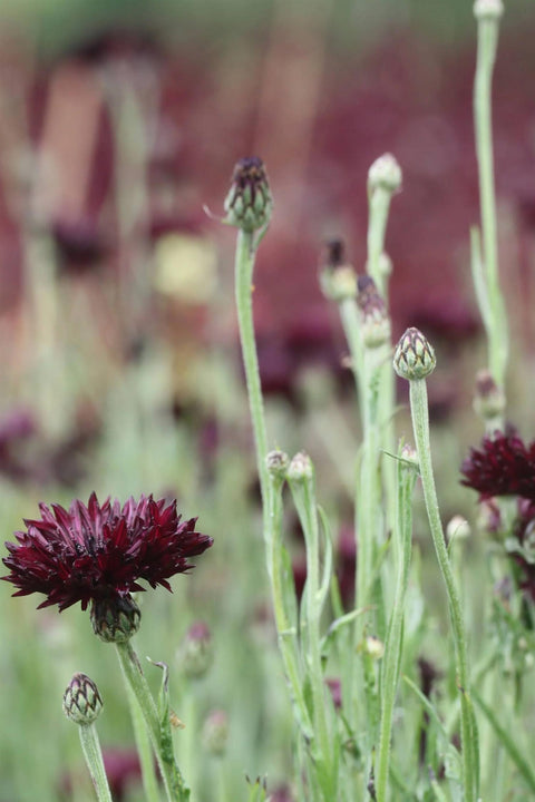 Blomsterfrø - Kornblomst Black Button