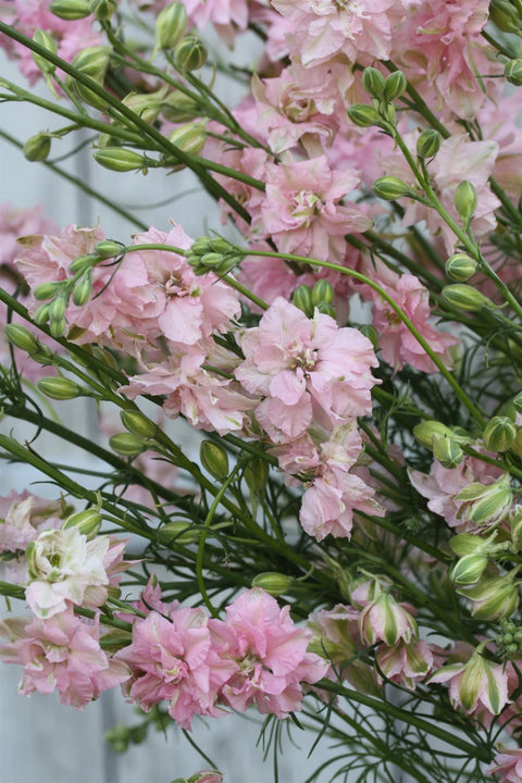 Blomsterfrø - Sommerriddersporer Limelight light pink