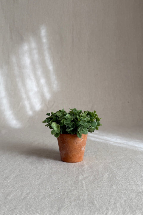 Potteplante - Eucalyptus H13cm Grønn