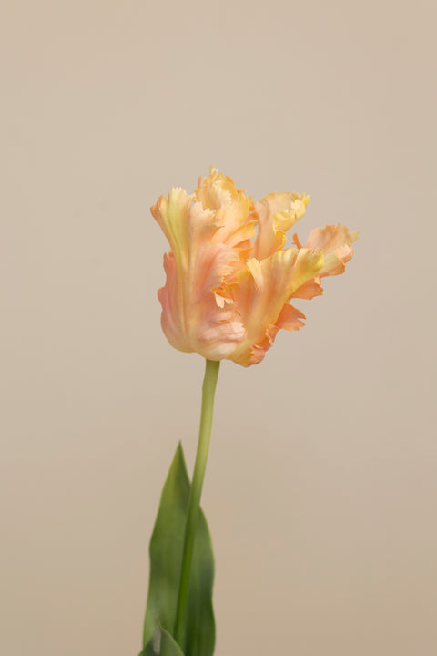 Blomst - Tulipan H70cm Rosa