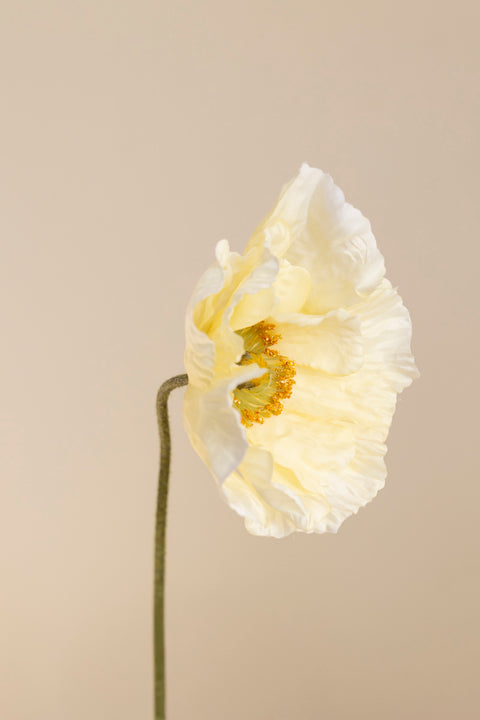 Blomst - Valmue H55cm Gul