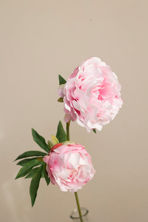 Blomst - Pion H75 Rosa