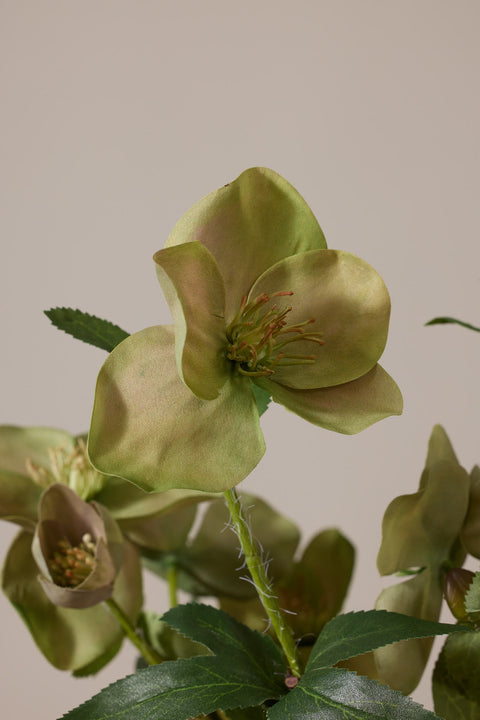 Potteplante - Helleborus  H35cm Rosa