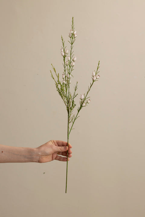 Kvist - Calluna H63cm Hvit