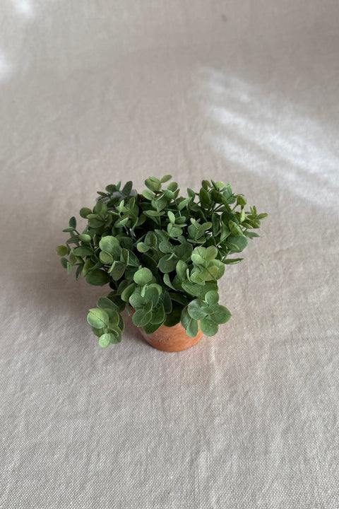 Potteplante - Eucalyptus H13cm Grønn