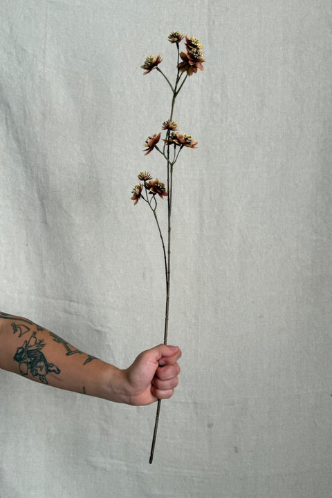 Blomst - Stjerneskjerm H72cm Brun