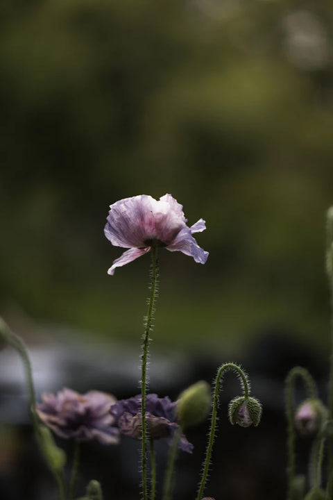Blomsterfrø - Kornvalmue Amazing grey