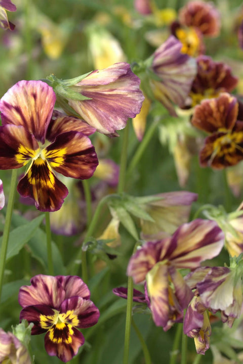 Blomsterfrø - Fiol Brush Strokes