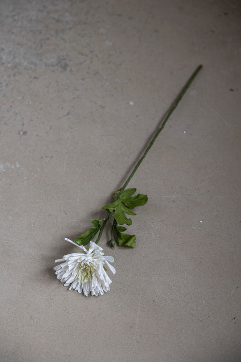 Blomst - Krysantemum H60cm