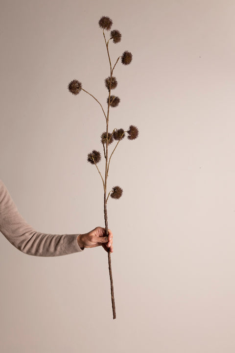 Kvist - Kastanje H90cm