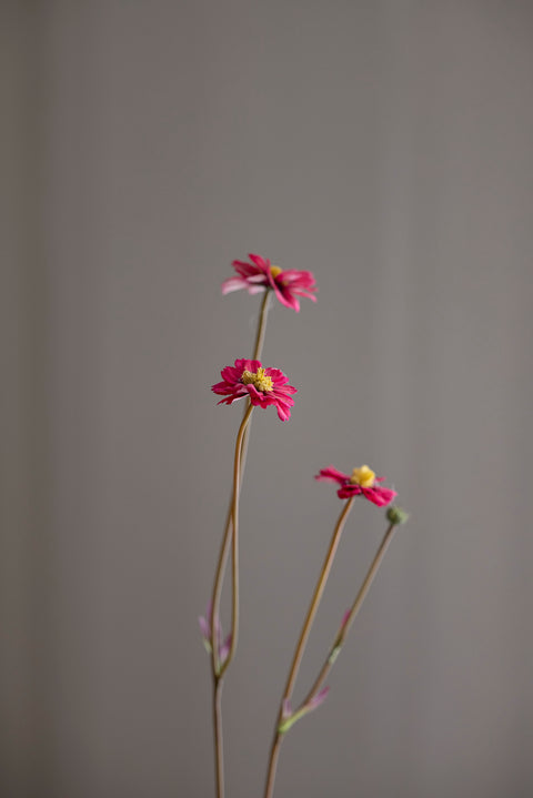 Blomst - Coreopsis Rosa