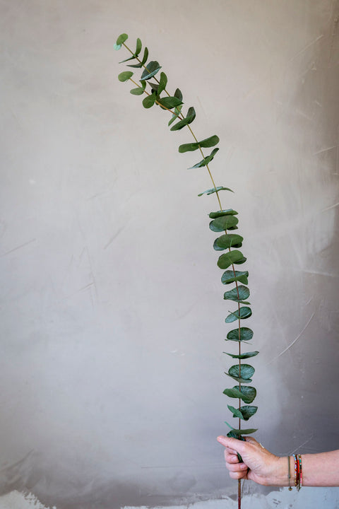 Kvist - Eucalyptus Enkel H120cm