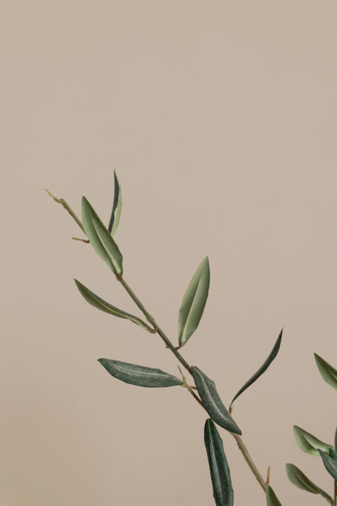 Kvist - Oliven H50cm