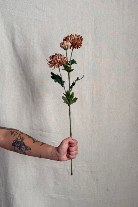 Blomst - Krysantemum H60cm Beige