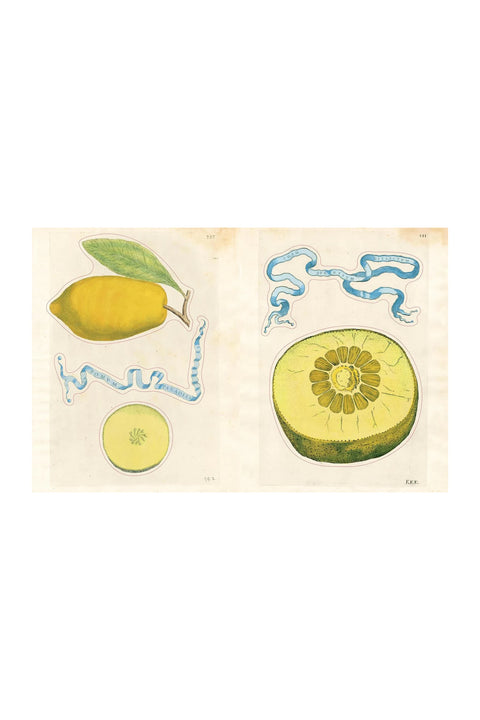 Klistremerkebok - John Derian Sticker Book II