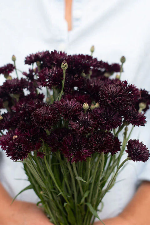 Blomsterfrø - Kornblomst Black Button