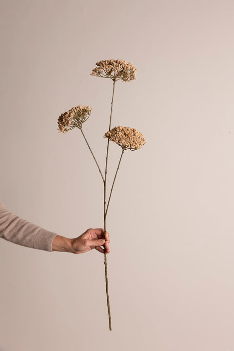 Blomst - Trachelium H85cm