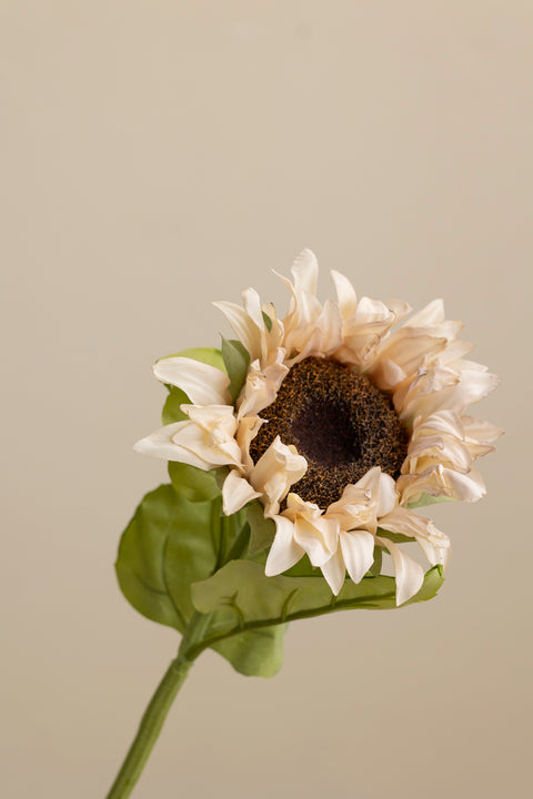 Blomst - Solrose H60 Cream