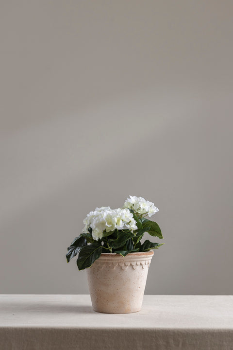 Potteplante - Hortensia H30cm