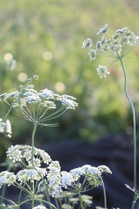 Blomsterfrø - Ammi Queen of Africa
