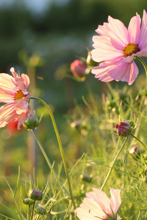 Blomsterfrø - Cosmos Apricotta