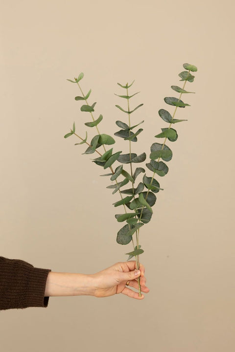 Kvist - Eucalyptus H60cm Grønn